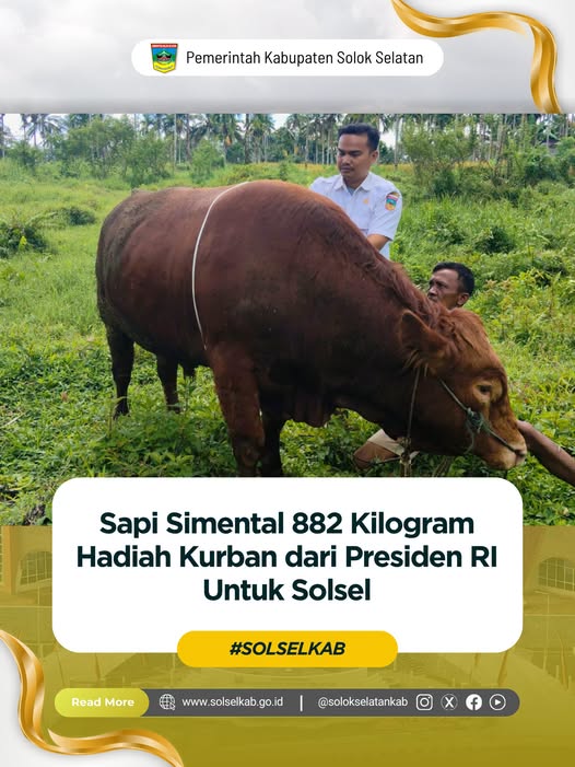 Sapi Simental 882 Kilogram Hadiah Kurban dari Presiden RI Untuk Solsel